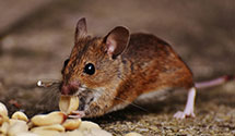 24 Hour & Emergency Exterminators in Auburn, CA